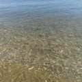 Mare